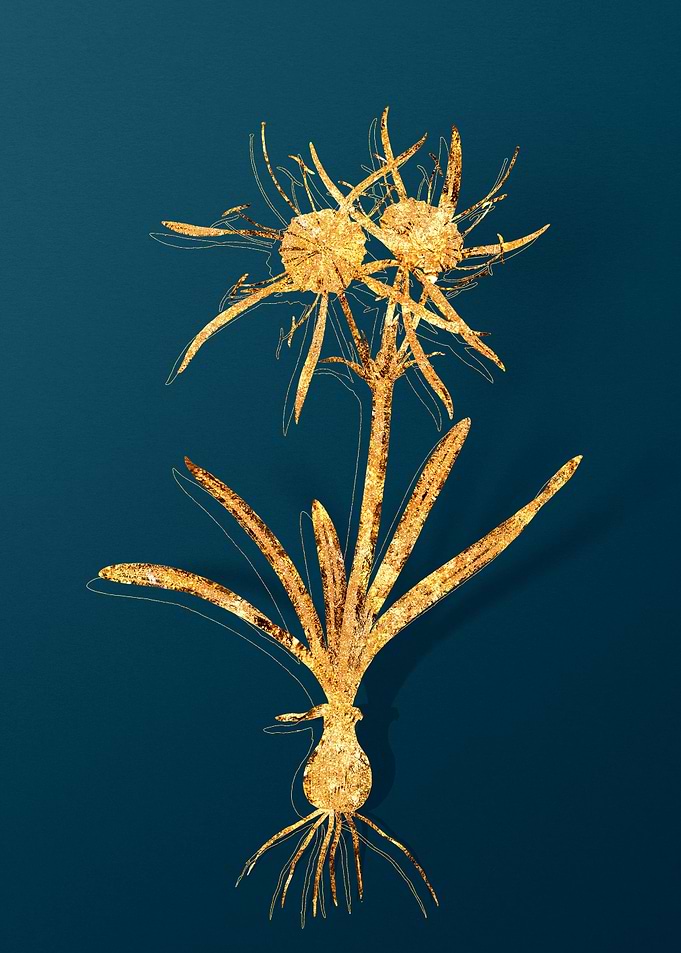 Vintage Flower Drawing