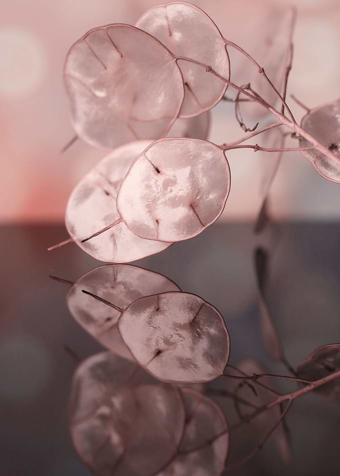 Dry flowers