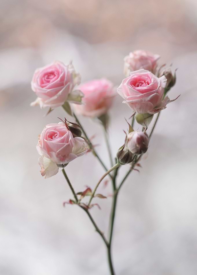 Pastel Roses