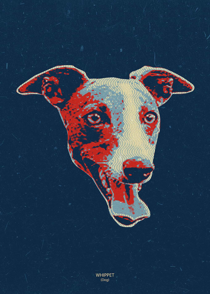 Whippet