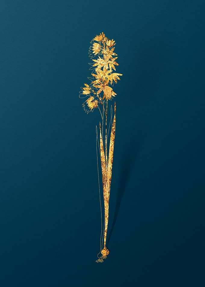 Vintage Botanical Drawing