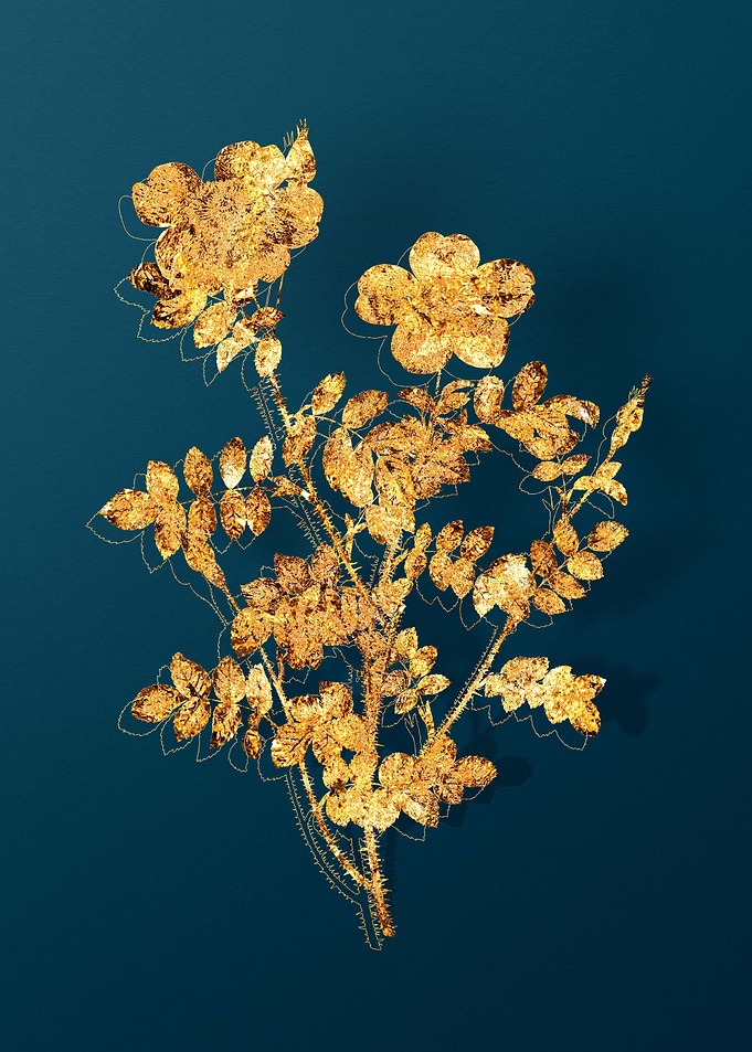 Vintage Flower Drawing
