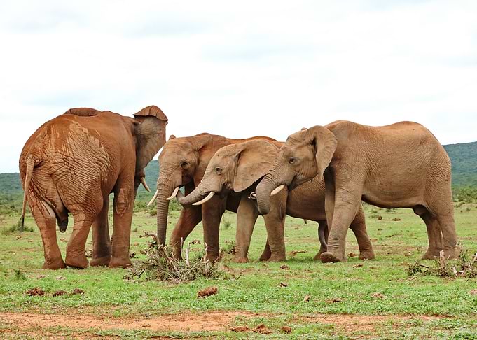 Elephants 23
