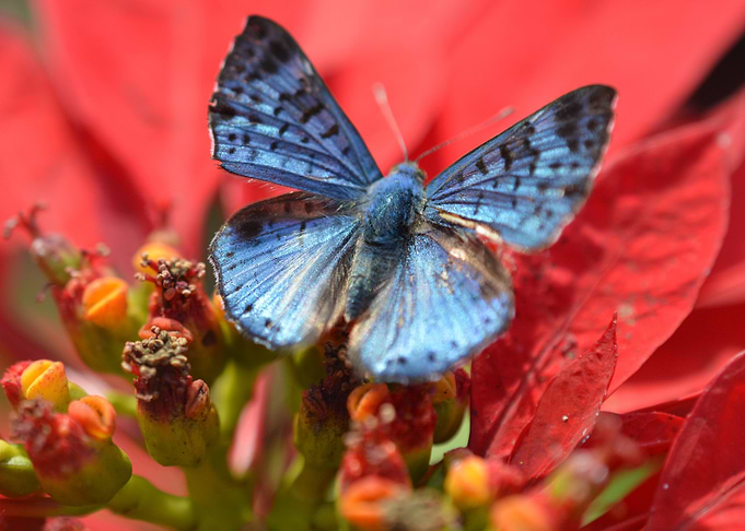 Blue Butterfly