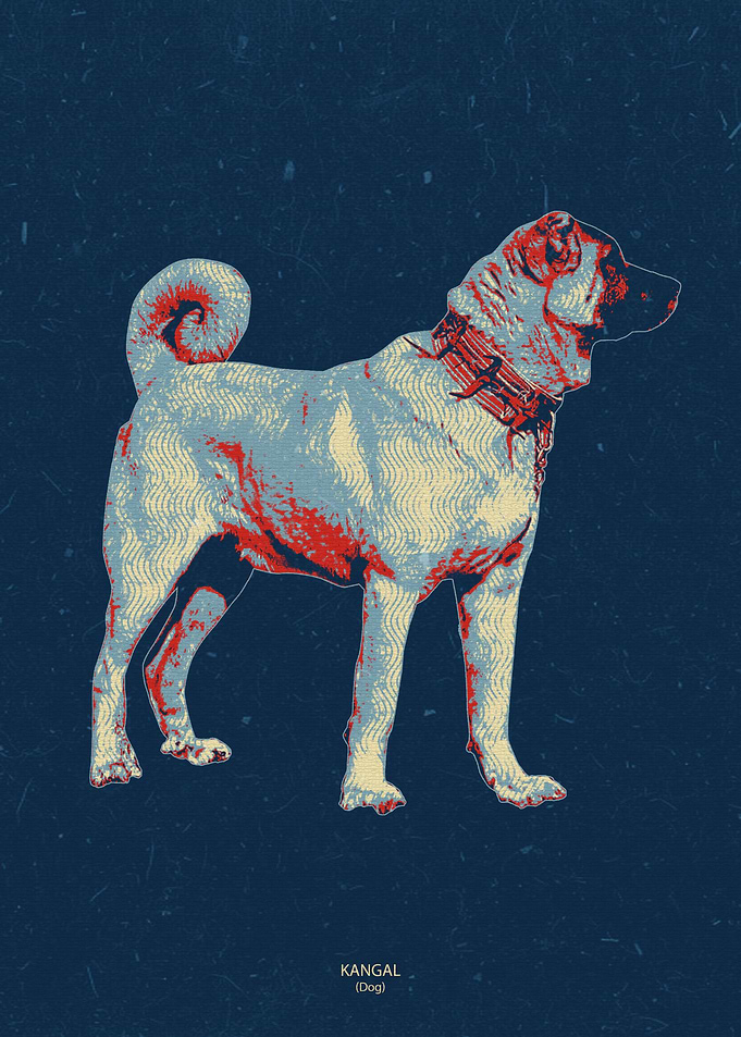 kangal