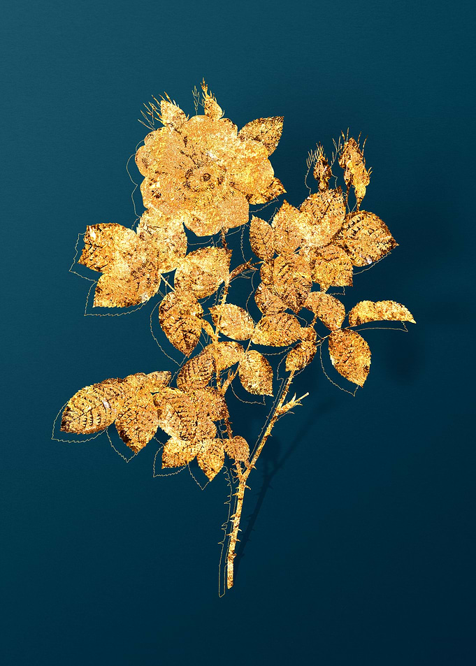 Vintage Flower Drawing