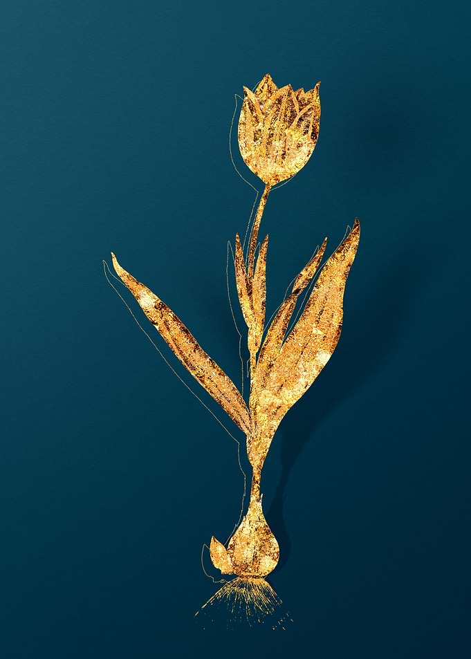 Vintage Botanical Drawing