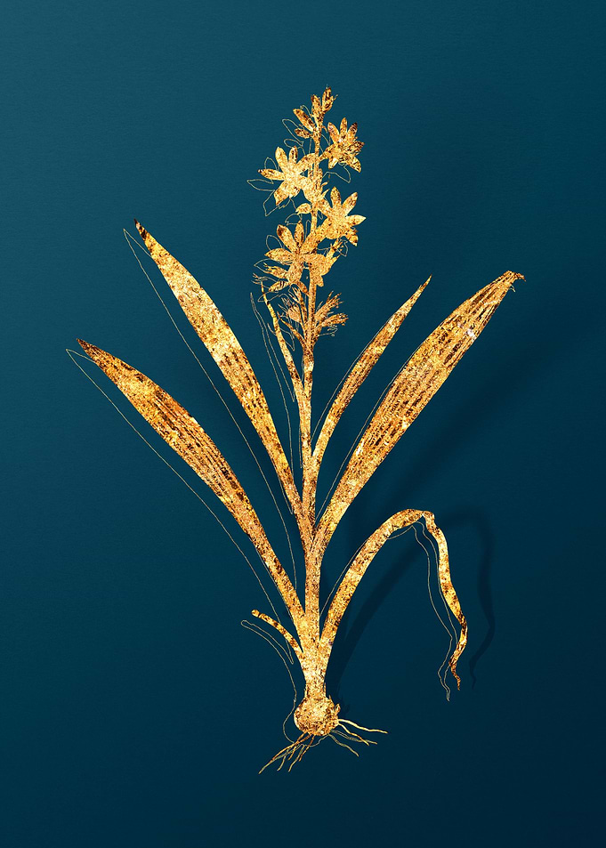 Antique Flower Drawing