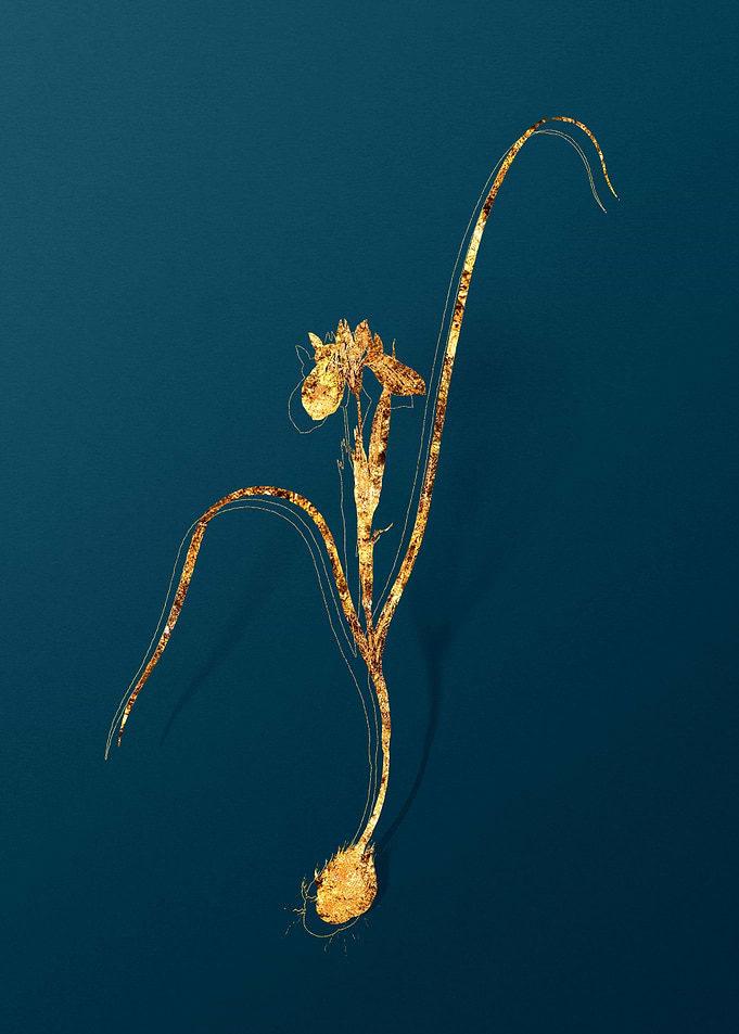 Gold Botanicals on Teal