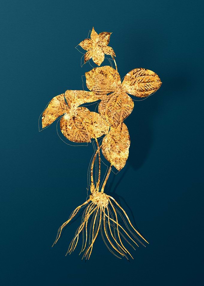 Vintage Botanical Drawing