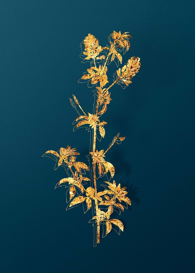 Vintage Plant Illustration