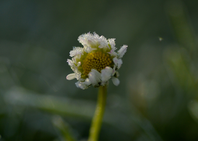 Daisy