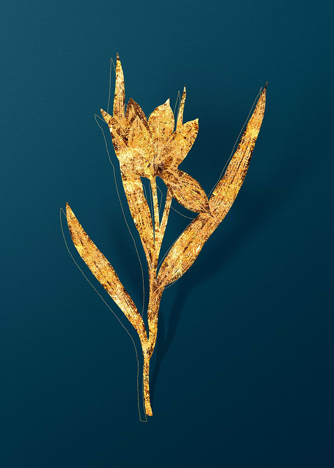 Vintage Botanical Drawing