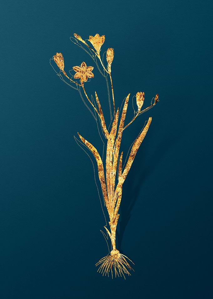 Vintage Botanical Drawing