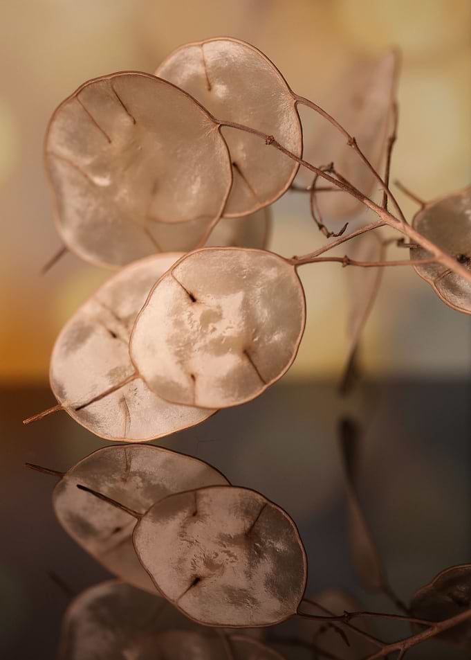 Dry flowers