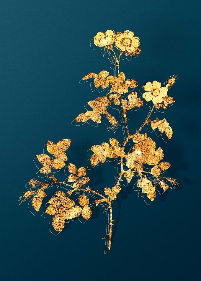 Vintage Botanical Drawing