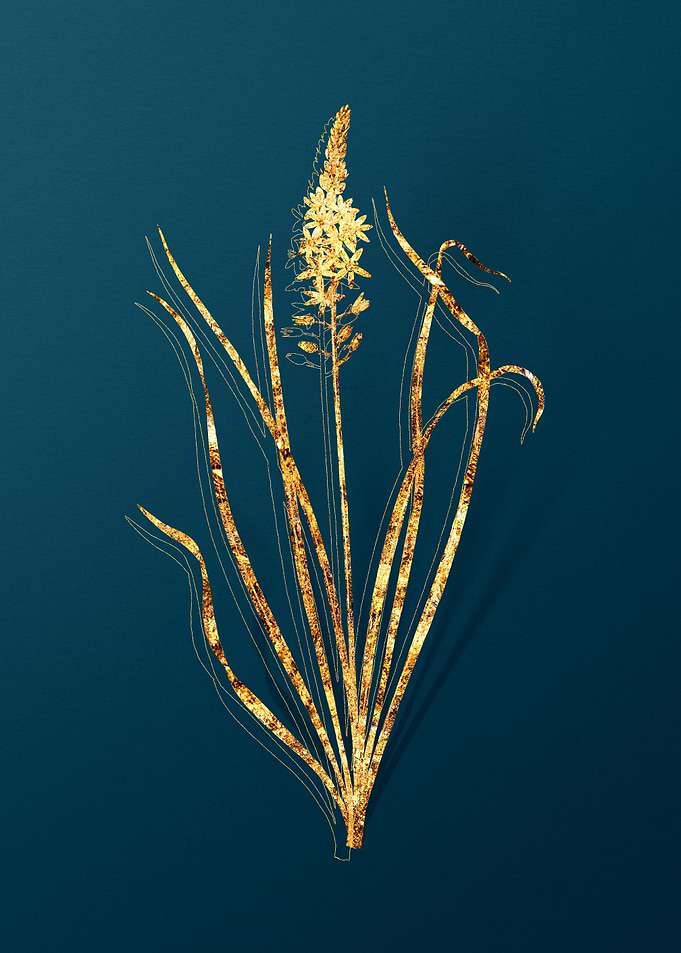 Vintage Botanical Drawing