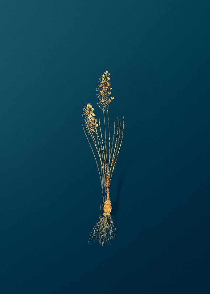 Gold Botanicals on Teal