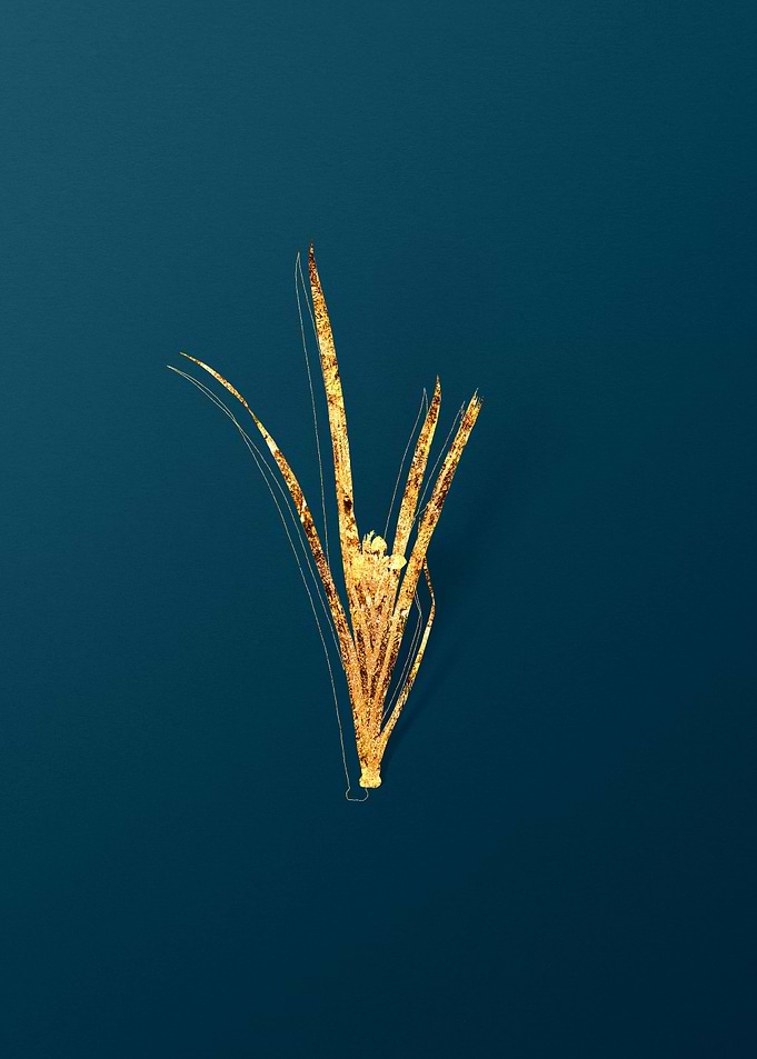 Vintage Botanical Drawing