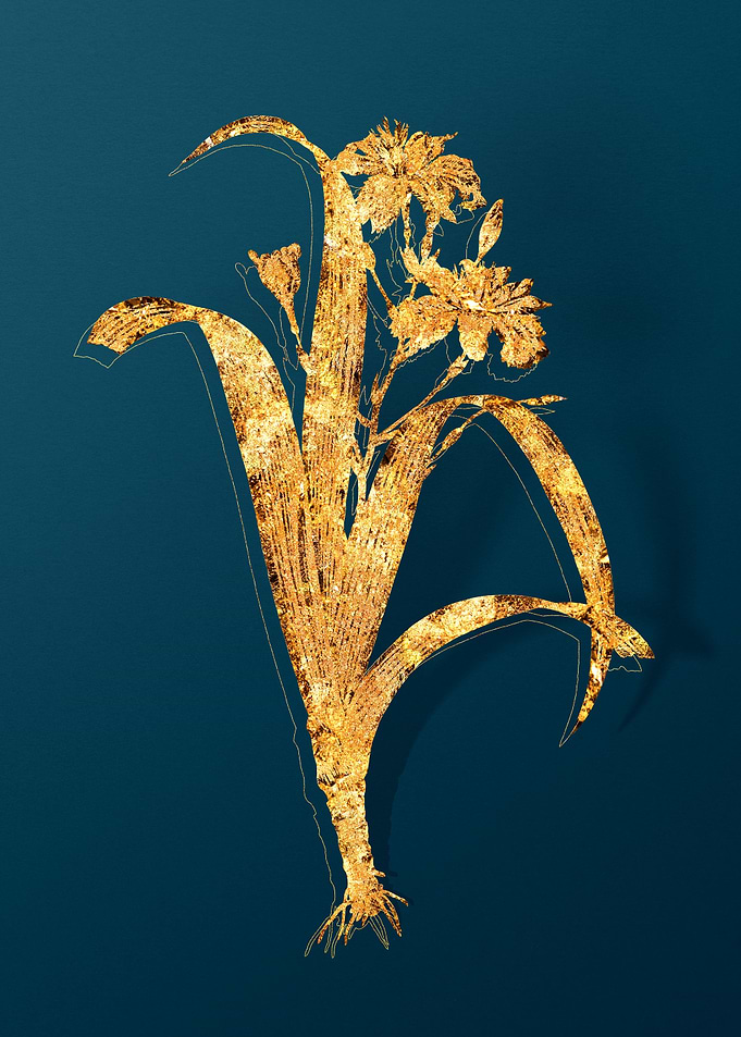 Vintage Botanical Drawing