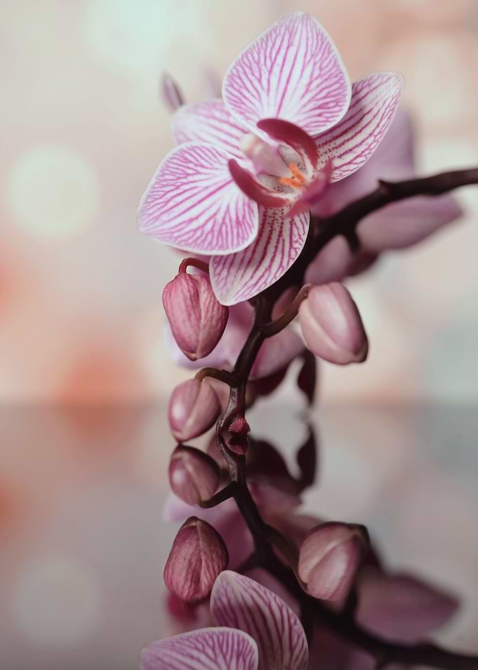 Orchidea flowers
