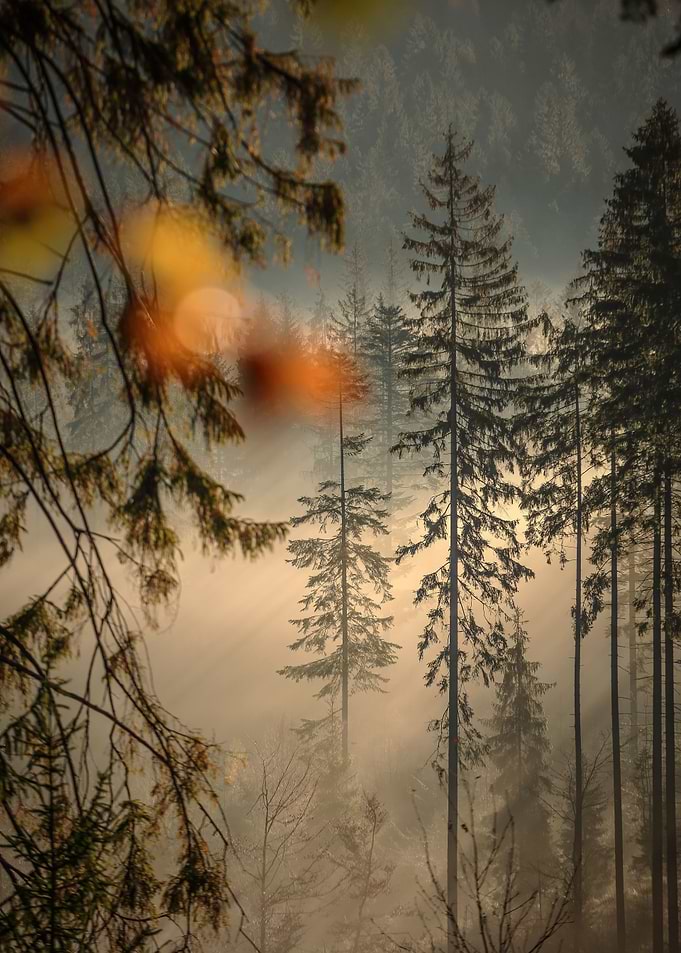 Foggy morming