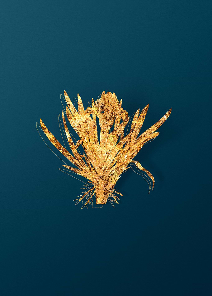 Gold Floral Illustration