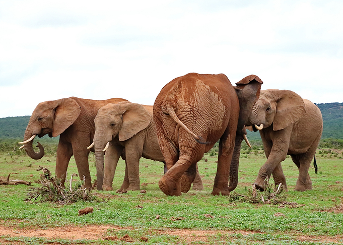 Elephants 18