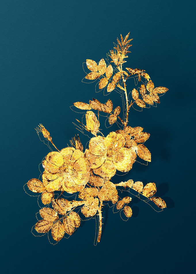 Vintage Botanical Drawing