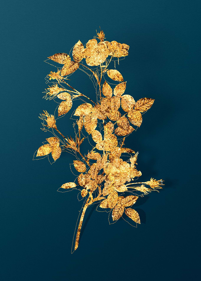 Vintage Flower Drawing