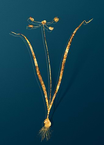 Gold Botanical on Teal