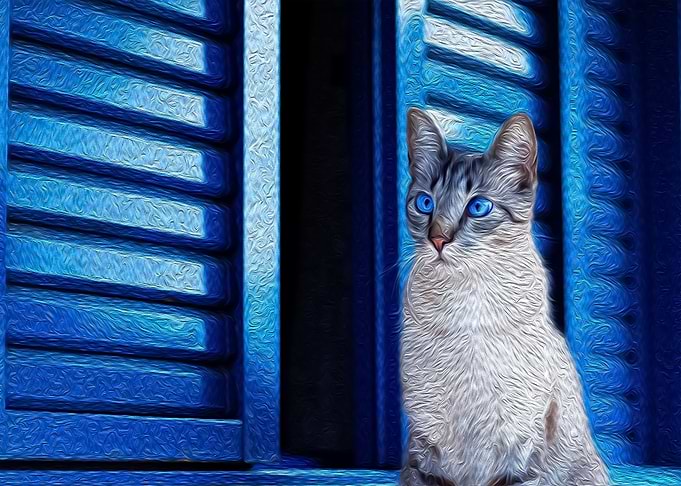 Blue Eyed Cat