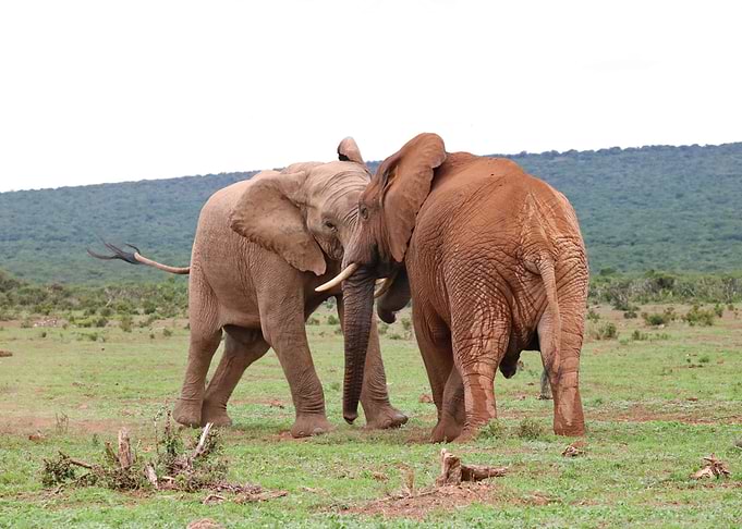 Elephants 13