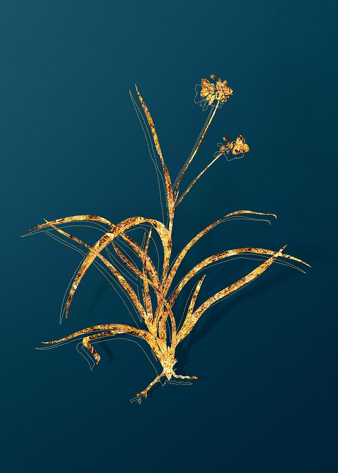 Vintage Plant Illustration