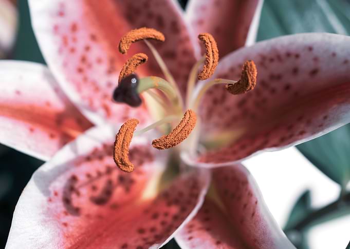 Pink Oriental Lily