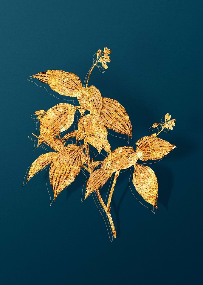 Vintage Botanical Drawing