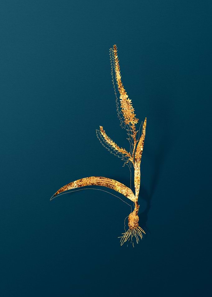 Gold Flower Illustration