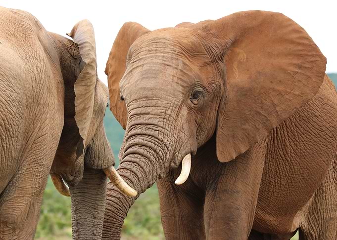 Elephants 29