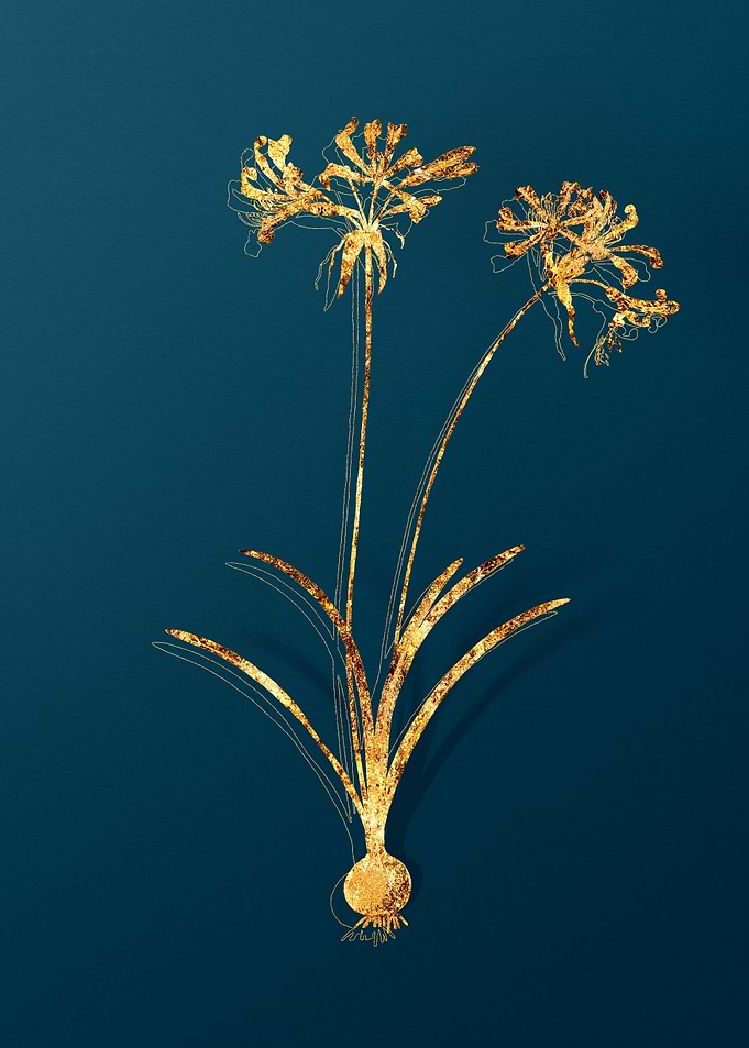 Botanical Illustrations