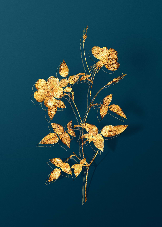 Vintage Botanical Drawing