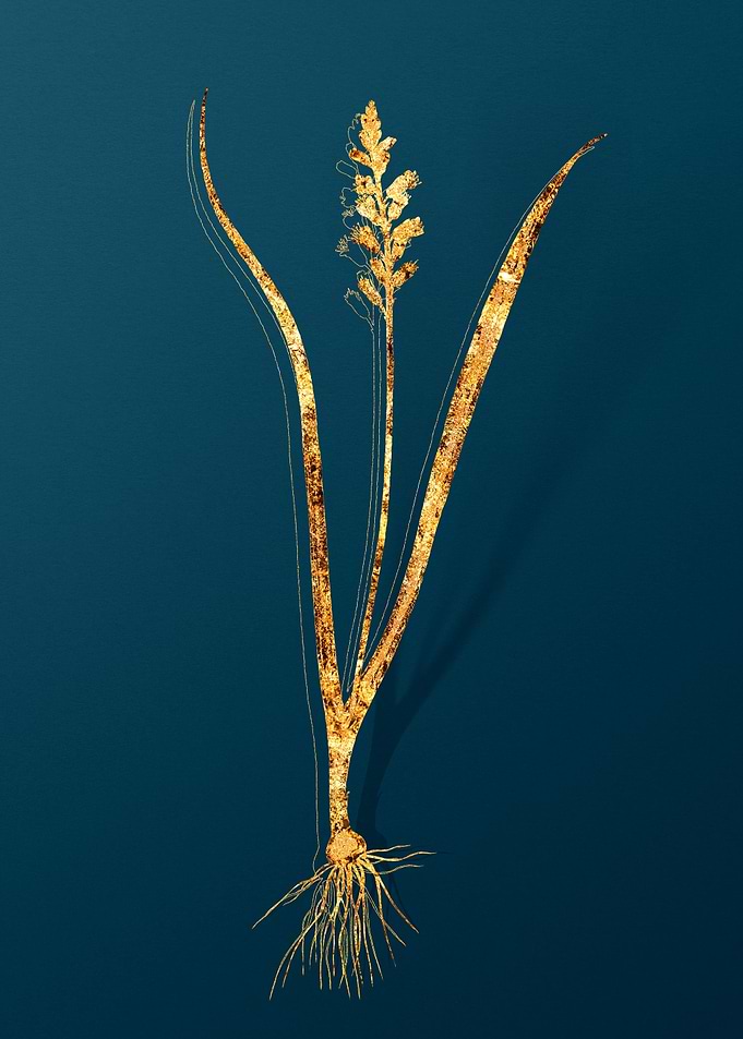 Gold Floral Illustration