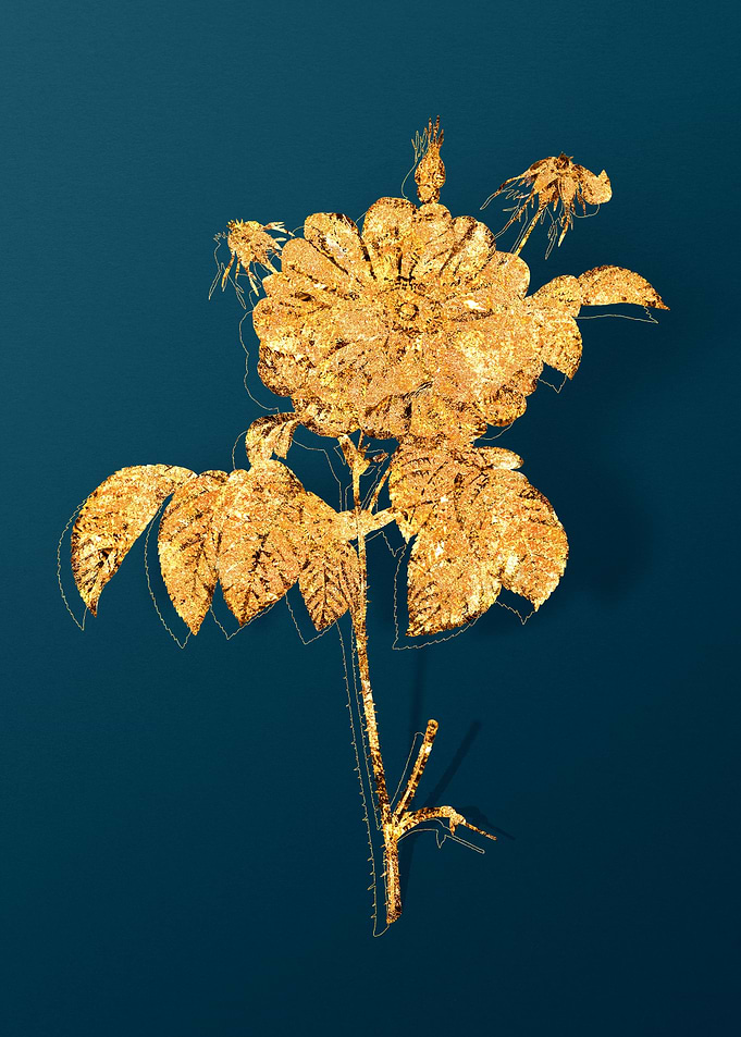 Vintage Plant Illustration
