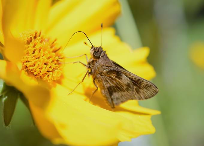 Moth in Yellow