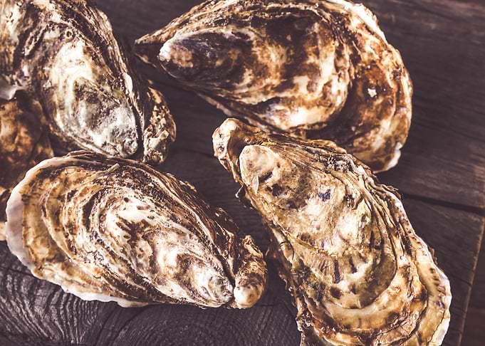 Raw oysters on the board