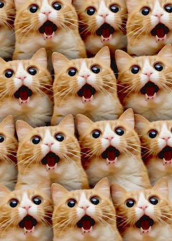 Funny Cat Surprise