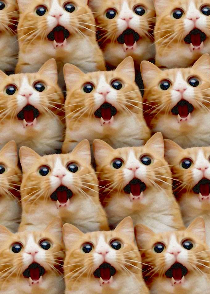 Funny Cat Surprise