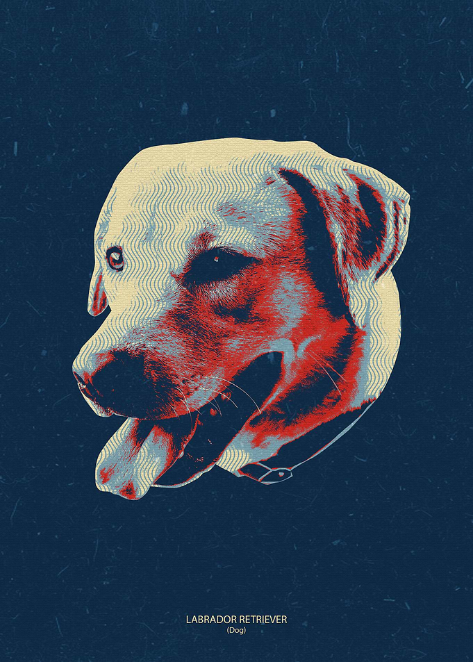 labrador retriever