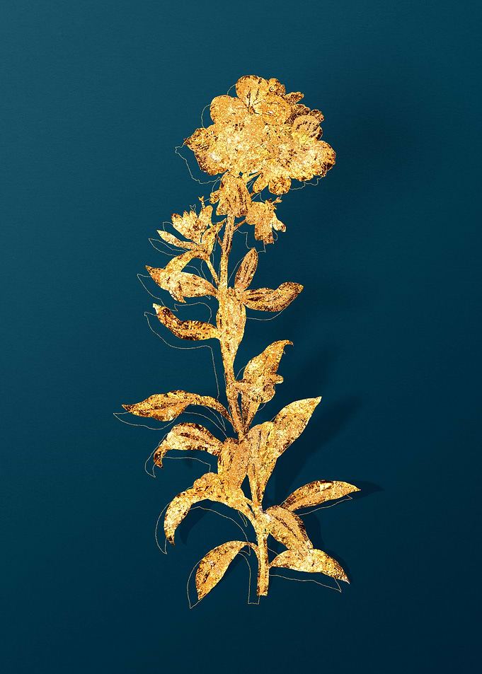 Vintage Botanical Drawing