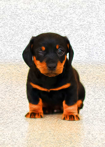 Cute Puppy