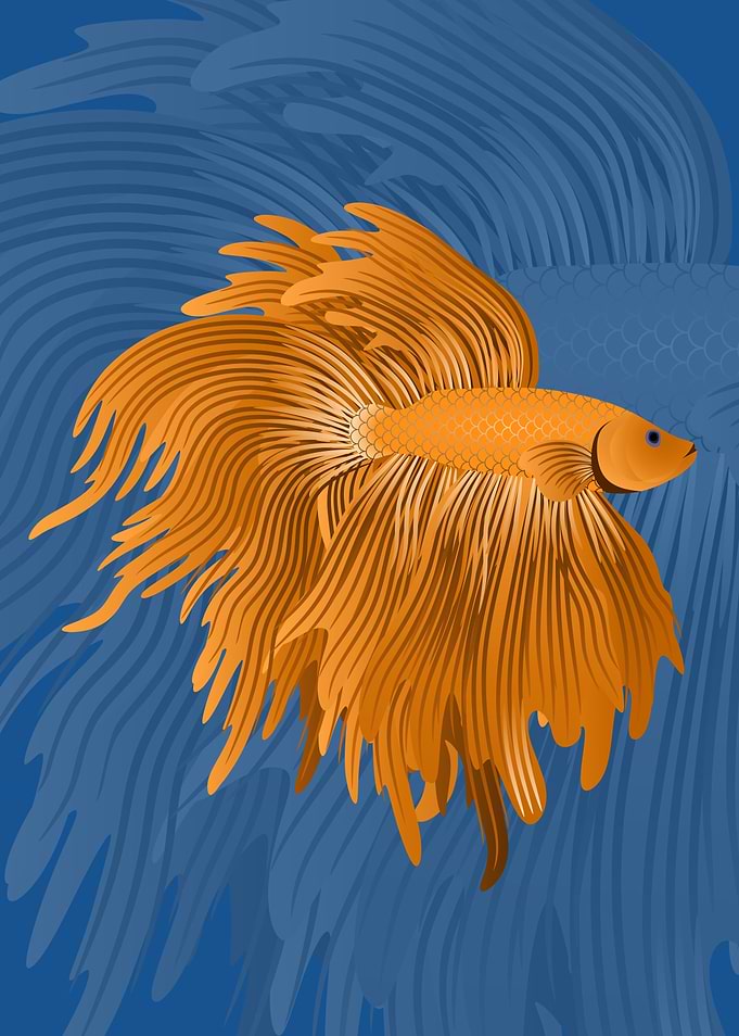 Gold Betta